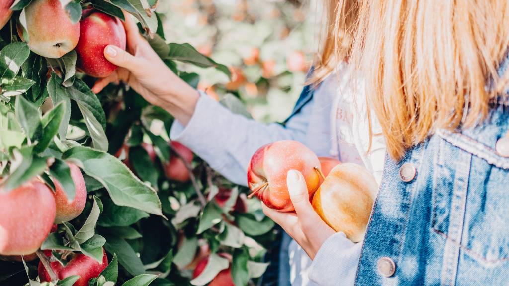 apple orchard date