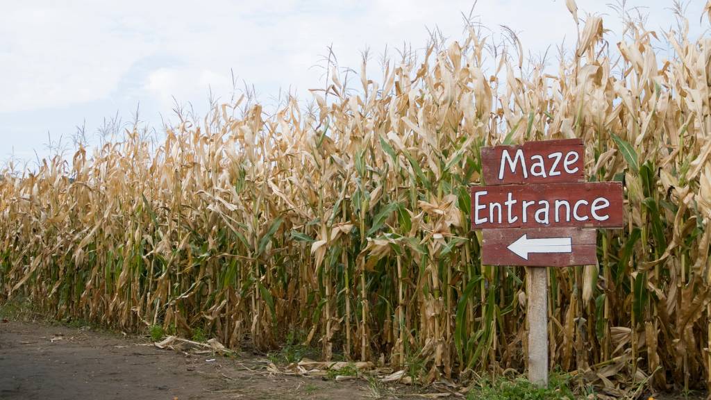 corn maze date