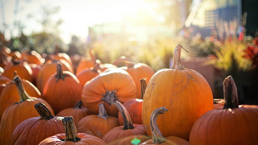 pumpkin festivals stroll