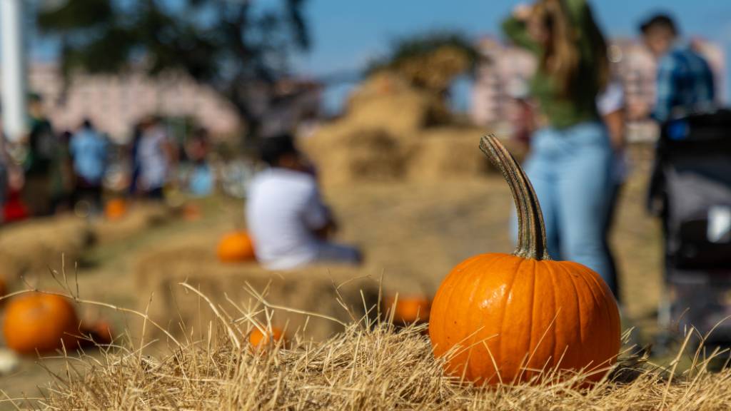 pumpkin patch outing